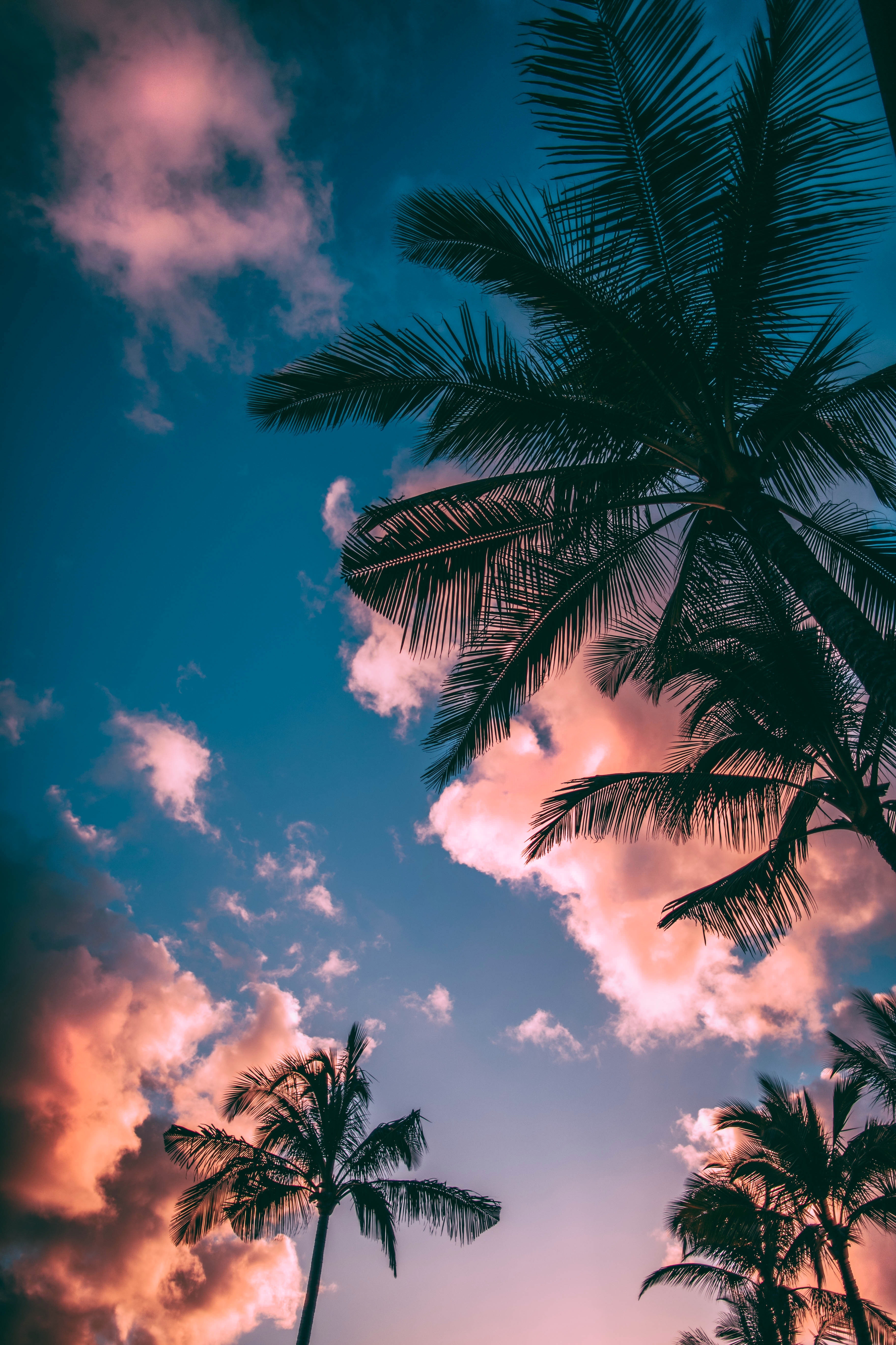 Palm tree by Nickson